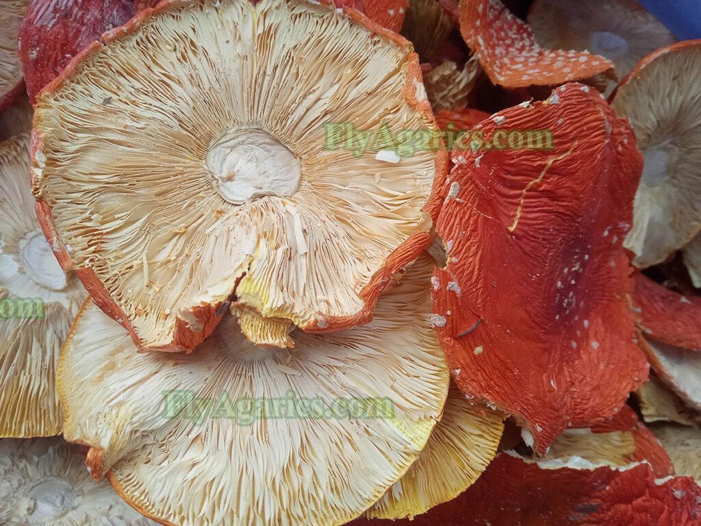Сушеные красные мухоморы Amanita muscaria 100 грамм