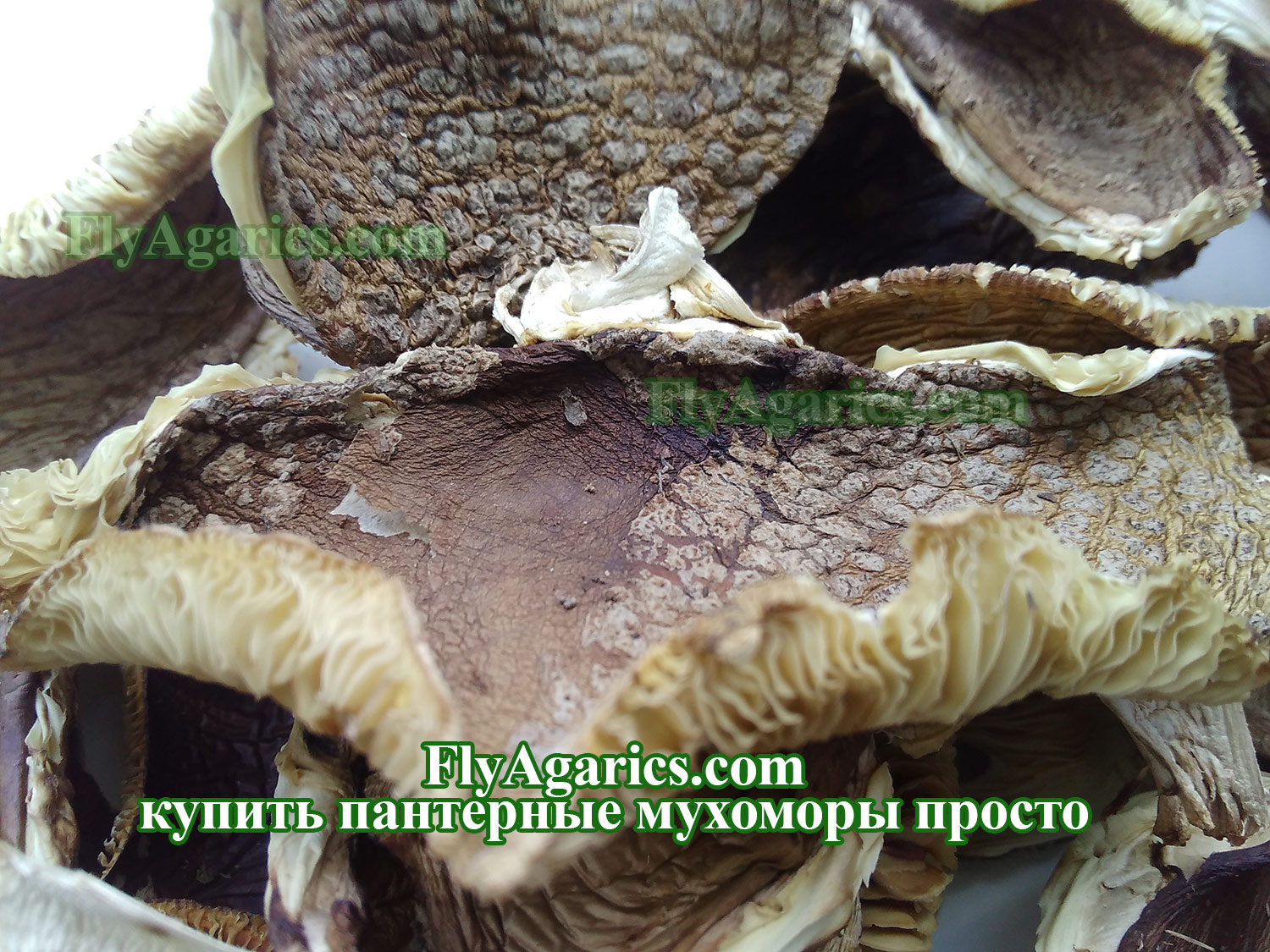 Сушеные шляпки пантерного мухомора