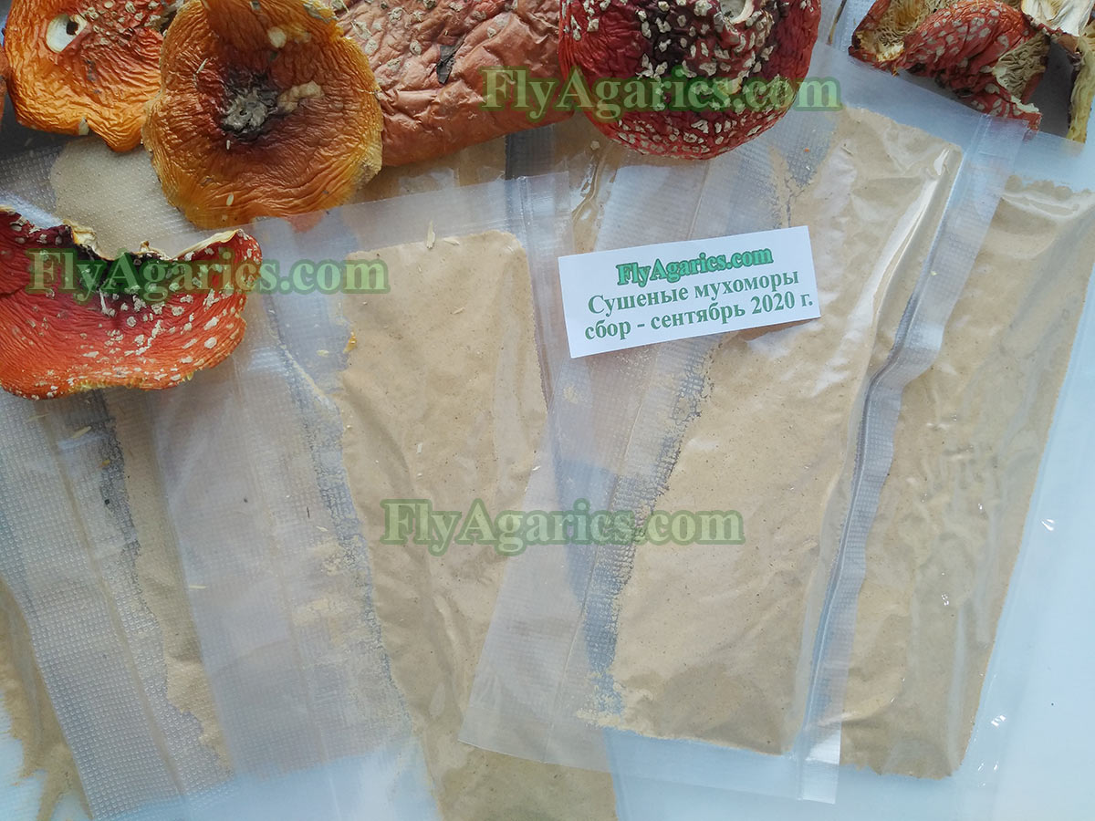 Купить порошок из мухомора для микродозинга
