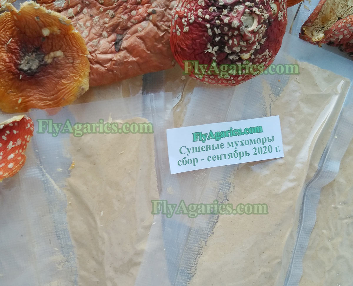 Купить порошок из мухомора для микродозинга