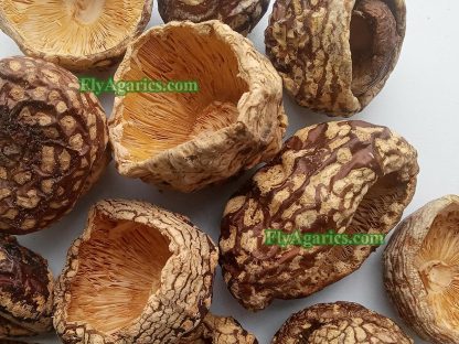 Купить мухомор королевский Amanita Regalis сушеный по низкой цене — изображение 2