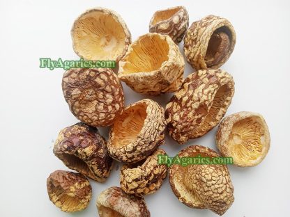 Сушеные мухоморы, Amanita Regalis купить